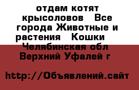 отдам котят крысоловов - Все города Животные и растения » Кошки   . Челябинская обл.,Верхний Уфалей г.